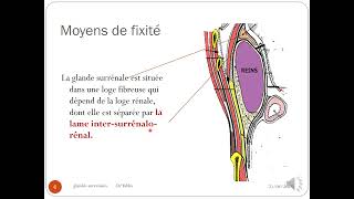 les glandes surrénales [upl. by Sinne]