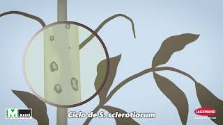 Ciclo biológico de Esclerotinia spp y su control biológico mediante Contans [upl. by Pomeroy]