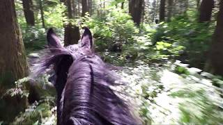 Benny the Standardbred  Horse Training Part 3 First and Second Ever Trail Ride [upl. by Ddal179]