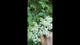 Foraging for elderflower [upl. by Eronaele]