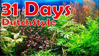 STEP BY STEP AQUASCAPING TUTORIAL  Aquascape DutchStyle [upl. by Valerlan501]