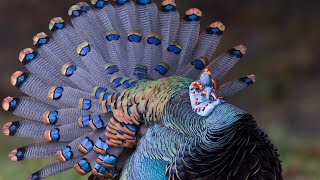 Ocellated Turkeys  The Peacock Of Turkeys [upl. by Huggins]