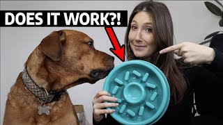 5 Best Slow Feed Dog Bowls Reviews for 2024 [upl. by Noslien]