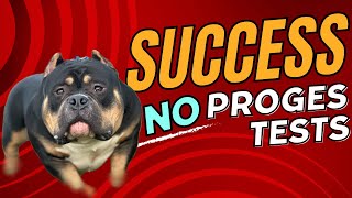 Bully breeding  No progesterone tests success [upl. by Leynwad]