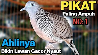 Perkutut lokal gacor RAJA PIKAT ahlinya bikin semua burung perkutut gacor nyaut [upl. by Asnerek973]