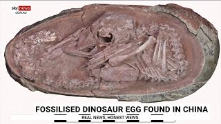 Dinosaur embryo found in fossilised egg [upl. by Berman]