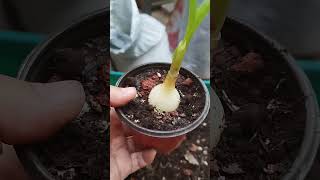 Salvando albuca bracteata Pt2 abundancia plantas clorosis [upl. by Michiko]