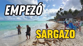 🟢 Empezó a Llegar el Sargazo a Las Playas 😢  Playa del Carmen hoy 040324 [upl. by Koslo]