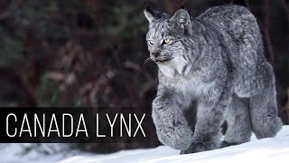 CANADA LYNX A skilled tracker with huge paws who hunts deer [upl. by Tirrej]