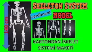 SKELETON SYSTEM MODEL İSKELET SİSTEMİ MAKETİ 140 CM [upl. by Benton]