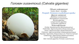 Головач гигантский Calvatia gigantea [upl. by Adnal]