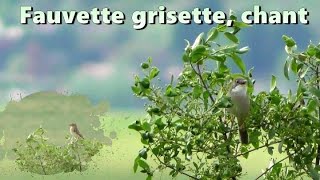 FAUVETTE GRISETTE chant et TARIER des PRES [upl. by Hymie385]