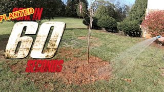 Planting a Tulip Poplar in 60 Seconds [upl. by Netneuq569]