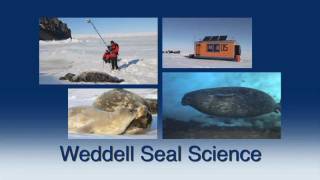 Why Study Weddell Seals [upl. by Hufnagel138]