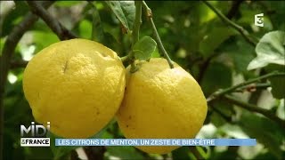 Cosmétiques bio au citron de Menton [upl. by Irrehc]