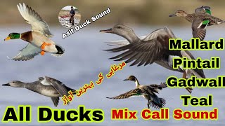 All ducks mix call sound  Mallard pintail gadwall teal duck best sound  Morgabi ki awaz [upl. by Anaila]