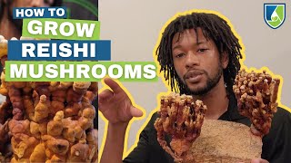 Grow Your Own Reishi Mushrooms at Home [upl. by Curt]