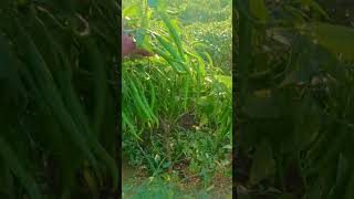 Mirch ki kheti Desi hard work farming 🔥👍 [upl. by Maggy]