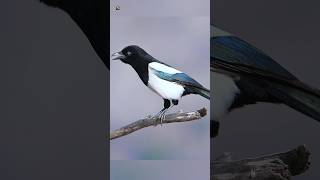 Eurasian Magpie Sound [upl. by Glory]