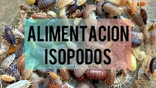 Alimentación de los isopodos [upl. by Los]