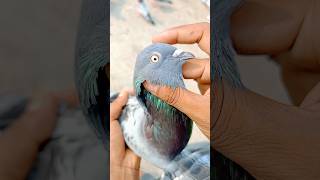 MARRI 2 PIGEON 😳 OMG 😲trending shorts viralvideo bird kabootar [upl. by Heisel]