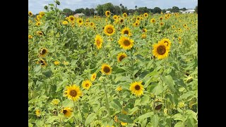 Sunflower Maze or Field in Mims Florida [upl. by Trilbie]