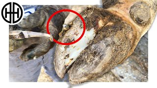 Huge rock removed from the cow s hoof [upl. by Varion]