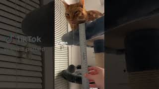 😂😸📏 Measuring Cats Drool jennapollard on TT shorts cute cats trending viral tiktok [upl. by Mollie975]