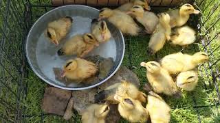 6 day old silver Appleyard ducklings [upl. by Addie]