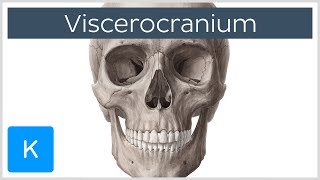 Bones of the Viscerocranium  Human Anatomy  Kenhub [upl. by Enomor234]