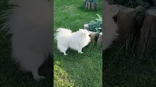 Japanese spitz [upl. by Josy356]