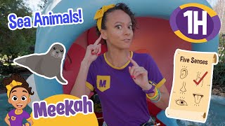 Meekahs Great Giant Sea Animal Adventure  1 HOUR OF MEEKAH  Educational Videos for Kids [upl. by Wilkinson]