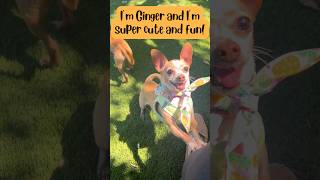 Adopt Ginger and Frederick Jr at Muttville San Francisco [upl. by Annil995]