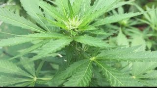 Should recreational marijuana be decriminalized Sarasota considers it  10News WTSP [upl. by Tristas524]