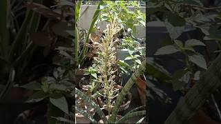 Sansevieria cylindrica angolensis snake plant flowering shortvideo bloomwithsi [upl. by Treva]