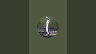 Snake catcher is live [upl. by Ihpen]