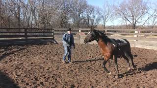 Aequitas Arabian Stallion Part 18 More quotDont Panicquot Training [upl. by Wenona]