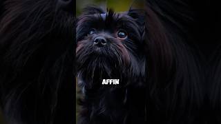 Facts about affenpinscher dog that usually people don’t know 😮viralshorts facts animals [upl. by Uaerraj26]