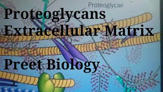 Proteoglycan l Extracellular Matrix l Cell Biology [upl. by Aihcila30]