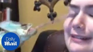 Lizard tries to lick owners eyeball  Daily Mail [upl. by Anastase243]