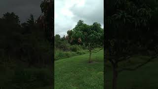 Multiple Tornado warnings and winds starting Hurricane Milton East Coast Florida HurricaneMilton [upl. by Ahseined]