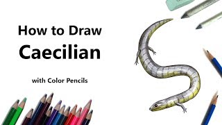 How to Draw a Caecilian with Color Pencils Time Lapse [upl. by Aviva]