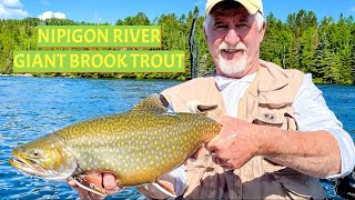 Nipigon River Giant Brook Trout [upl. by Aihsoek]