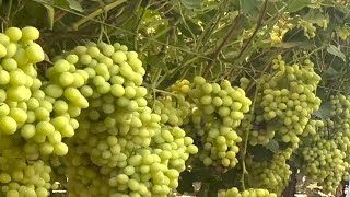 Fall Harvest in a California Table Grape Vineyard [upl. by Yleak]