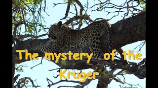 The Mystery of the Kruger [upl. by Daukas]