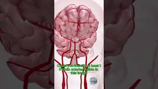 IDENTIFY BRAIN ARTERY IN THIS VIDEO neurology cerebralartery neuroscience anatomy [upl. by Daley191]