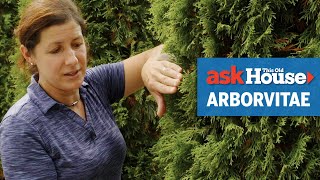 All About Arborvitaes  Ask This Old House [upl. by Theda67]