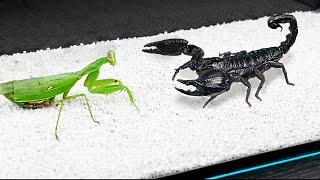 WHAT IF THE MANTIS SEES SCORPION [upl. by Asserrac]