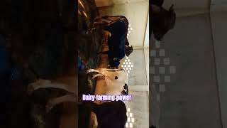 Dairy farming powerfarming power [upl. by Ahsikym980]