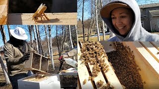 Prepping amp Installing Carniolan Honey Bees into Hive 2nd Year Beekeeping [upl. by Nylodnew]